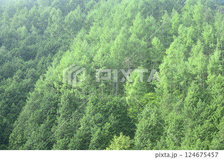 東京都奥多摩町川苔山山の登山道から新緑 124675457