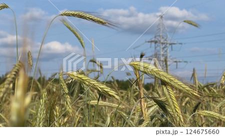 Rye growing in field with electricity pylon and blue sky with clouds in background 124675660