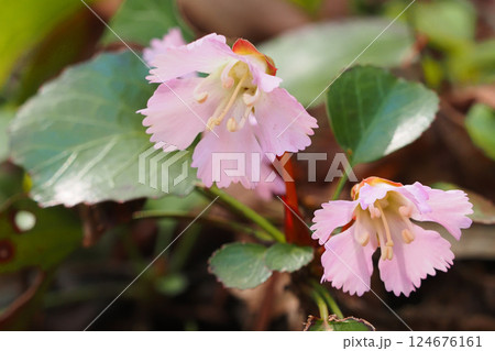 オオイワウチワの花 124676161
