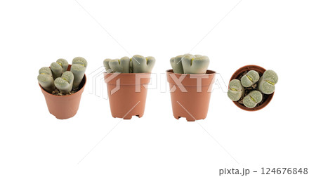Lithops succulent, live stones office table plant, pebble plants cactus desk pot, interior design plant Lithops succulent, live stones office table plant, pebble plants cactus desk pot, interior design plant 124676848