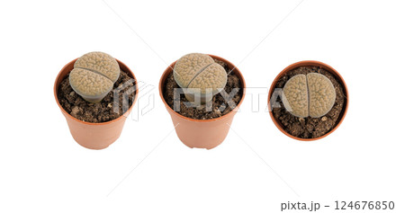 Lithops succulent, live stones office table plant, pebble plants cactus desk pot, interior design plant 124676850