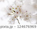 満開の桜ハイキー調 124676969