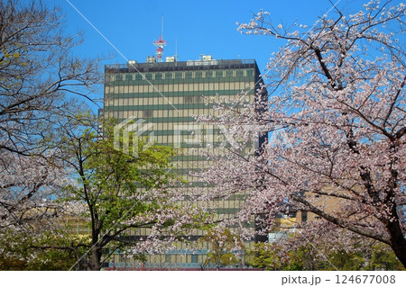 北九州市小倉の桜並木と北九州市役所 【青空】 124677008