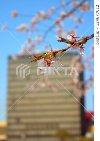 北九州市小倉の桜並木と北九州市役所 【青空】縦位置 124677012