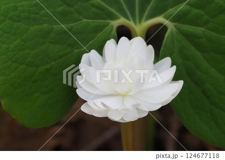 カナダケシの花 カナダケシの花 124677118
