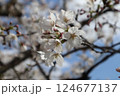 桜 124677137