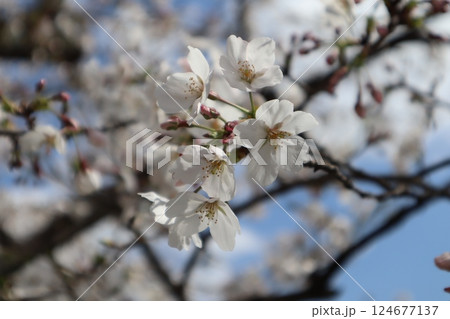 桜 桜 124677137