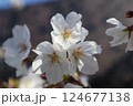 桜 124677138