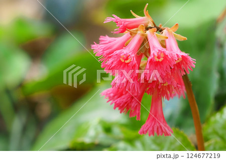 ウワカガミの花 124677219