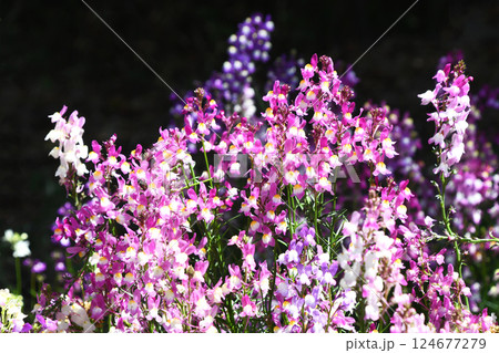 リナリア（姫金魚草） 124677279