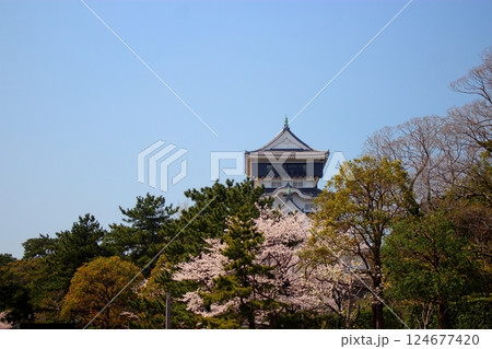 青空に小倉城と満開の桜の花 青空に小倉城と満開の桜の花 124677420