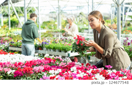 Young woman choosing cyclamen in flower shop 124677548