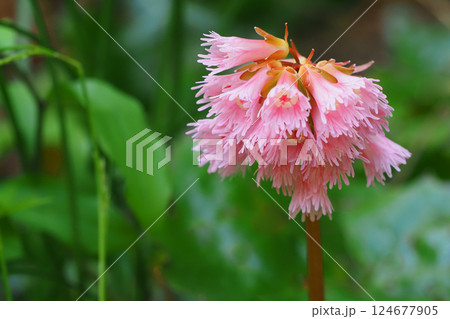 イワカガミの花 124677905