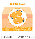 Adipose tissue browning process showing white, brown and beige fat cells involved in thermogenesis, lipolysis and energy storage. Medical vector illustration for obesity, diabetes, metabolism research 124677944