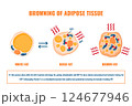 Adipose tissue browning process showing white, brown and beige fat cells involved in thermogenesis, lipolysis and energy storage. Medical vector illustration for obesity, diabetes, metabolism research 124677946