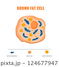 Adipose tissue showing brown fat cell with mitochondria and nucleus detail. Fat structure diagram for obesity, diabetes and metabolism research. Medical vector illustration. 124677947