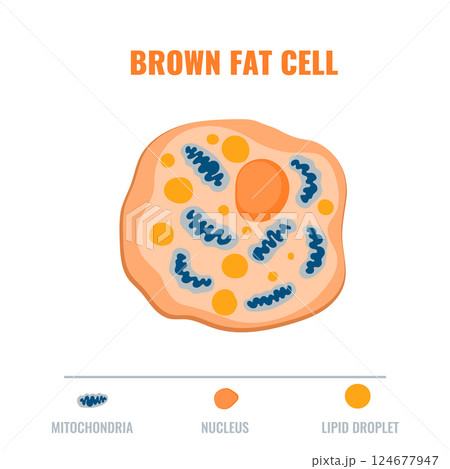 Adipose tissue showing brown fat cell with mitochondria and nucleus detail. Fat structure diagram for obesity, diabetes and metabolism research. Medical vector illustration. Adipose tissue showing brown fat cell with mitochondria and nucleus detail. Fat structure diagram for obesity, diabetes and metabolism research. Medical vector illustration. 124677947