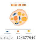 Adipose tissue showing beige fat cell with mitochondria and nucleus detail. Fat structure diagram for obesity, diabetes and metabolism research. Medical vector illustration. 124677949