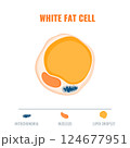 Adipose tissue showing white fat cell with mitochondria and nucleus detail. Fat structure diagram for obesity, diabetes and metabolism research. Medical vector illustration.. 124677951