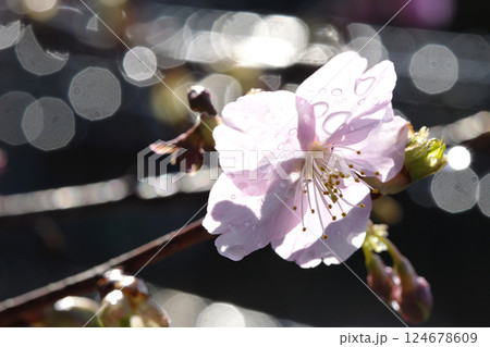 河津桜 河津桜 124678609
