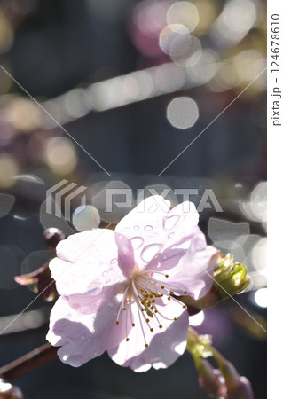 河津桜 河津桜 124678610