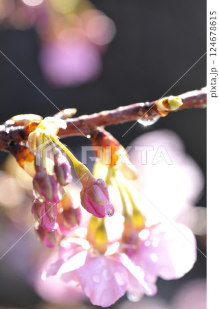 河津桜 124678615