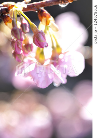河津桜 124678616