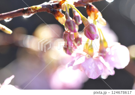 河津桜 124678617