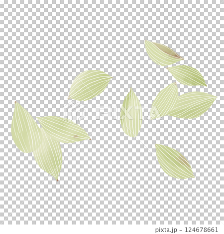 水彩風　カルダモンのイラスト 124678661