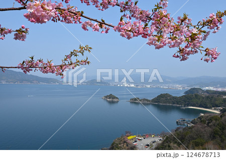 笠戸島家族旅行村の河津桜。工業地帯を遠望(下松市) 笠戸島家族旅行村の河津桜。工業地帯を遠望(下松市) 124678713