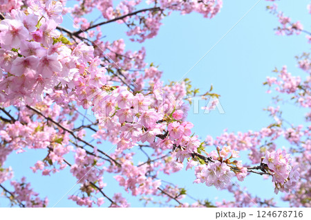 笠戸島の河津桜②(山口県下松市) 笠戸島の河津桜②(山口県下松市) 124678716