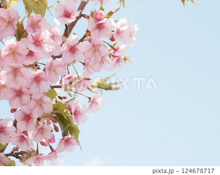 笠戸島の河津桜①(山口県下松市) 124678717