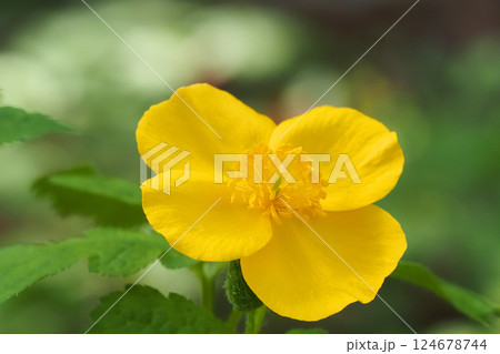 ヤマブキソウの花 ヤマブキソウの花 124678744