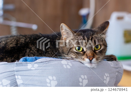 A cute cat lies comfortably on a fluffy pillow with paw prints 124678941