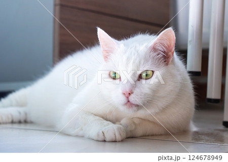 A fluffy white cat with striking green eyes is comfortably laying on the floor 124678949