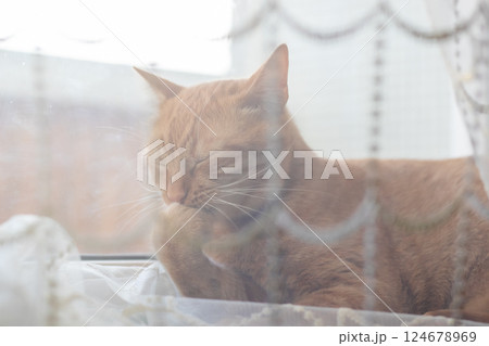 A cat lounges on a window sill, eyes closed, soaking up the sun 124678969
