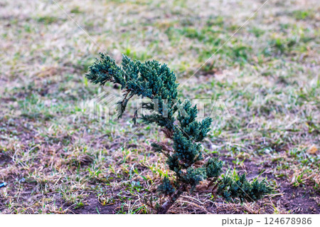 A small tree has begun to grow out of the ground in an open field 124678986