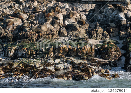 Large group, fur seals colony on rocky beach of Atlantic Ocean coast Large group, fur seals colony on rocky beach of Atlantic Ocean coast 124679014