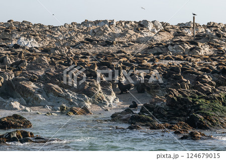 Large group, fur seals colony on rocky beach of Atlantic Ocean coast 124679015
