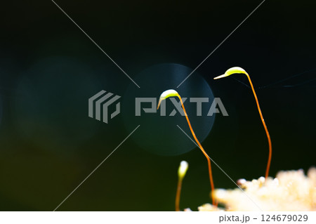 鶴首のような苔の芽と黒い背景 鶴首のような苔の芽と黒い背景 124679029