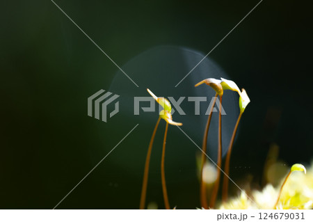 鶴首のような苔の芽と黒い背景 124679031