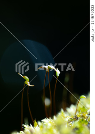 鶴首のような苔の芽と黒い背景 124679032