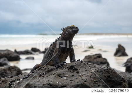 Marine iguana resting on rocks at Tortuga Bay beach, Galapagos, Ecuador 124679070
