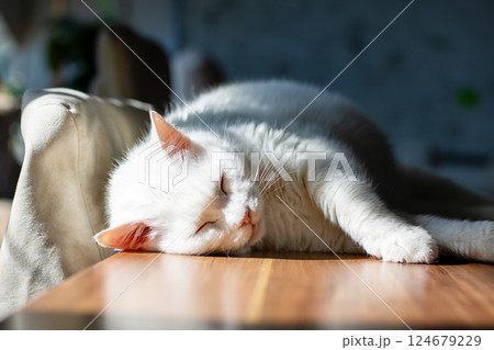 A fluffy white cat is peacefully sleeping on a wooden table surface A fluffy white cat is peacefully sleeping on a wooden table surface 124679229