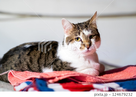 A cat is comfortably laying on a soft blanket, gazing at the camera A cat is comfortably laying on a soft blanket, gazing at the camera 124679232