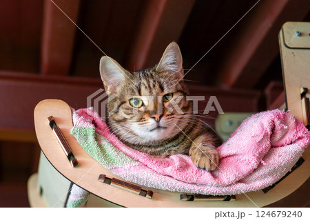 A fluffy cat is lazily laying on a pink and green towel A fluffy cat is lazily laying on a pink and green towel 124679240