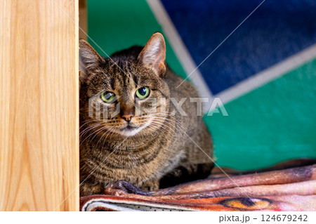 A cat is comfortably laying on a cozy blanket while looking at the camera 124679242