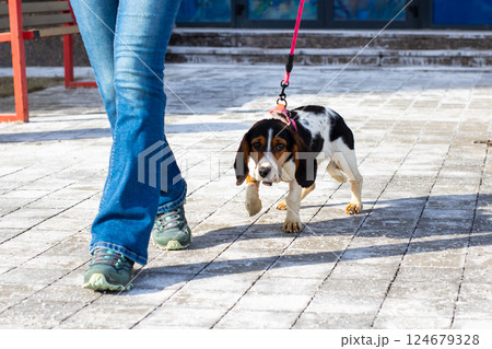 A person is leisurely walking a small dog that is on a leash A person is leisurely walking a small dog that is on a leash 124679328