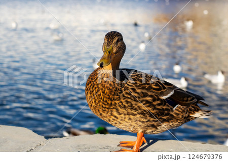 A duck is standing on a ledge that is situated near a body of water A duck is standing on a ledge that is situated near a body of water 124679376