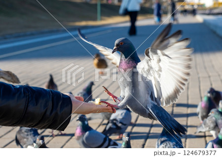 A person is currently feeding a pigeon with a small piece of food A person is currently feeding a pigeon with a small piece of food 124679377